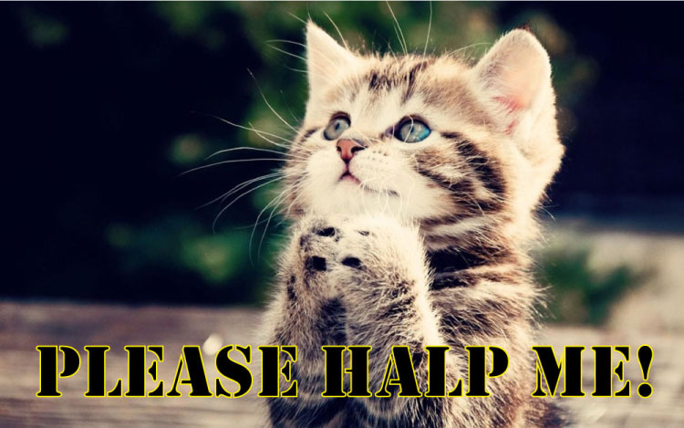 Cute-cat-pray-to-god-please-help-me-home.jpg