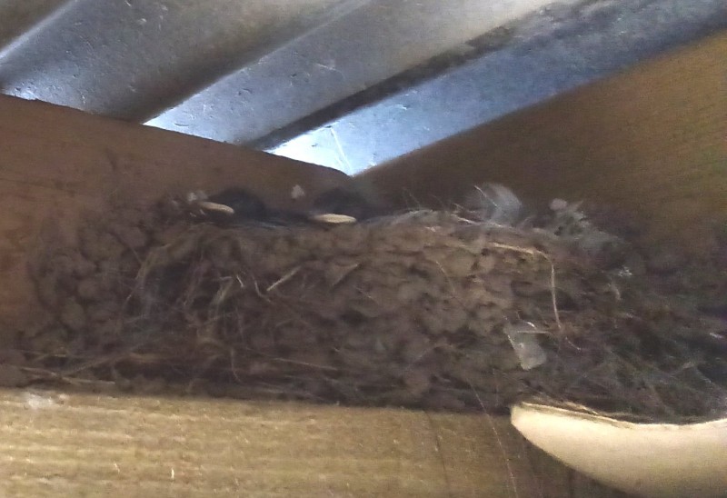 I have a swallows nest with 5 chicks, its in the corner of the workshop and they are watching me build