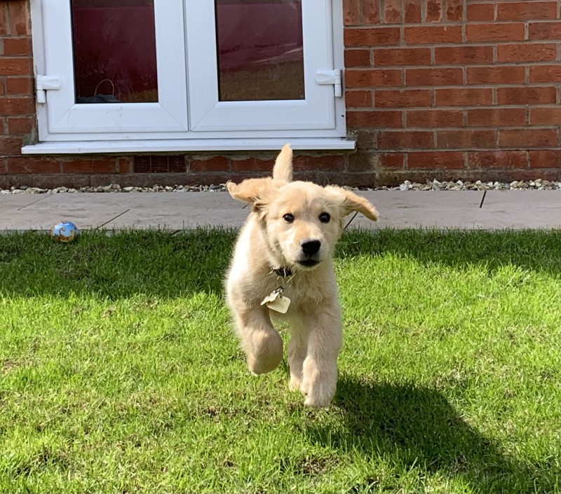 Rosy the guide dog puppy in full flight.